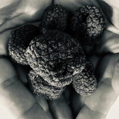 Tartufo Nero Uncinato Fresco Intero (Tuber Uncinatum Chatin)